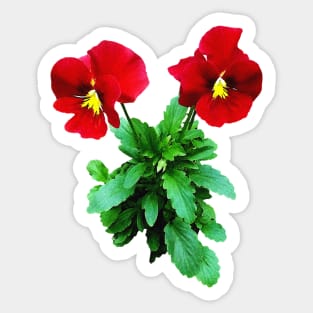 Pansies - Red Pansy Duo Sticker